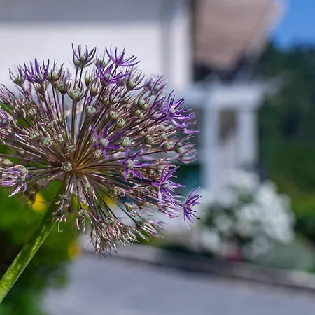 Medveja 7720a Lovran