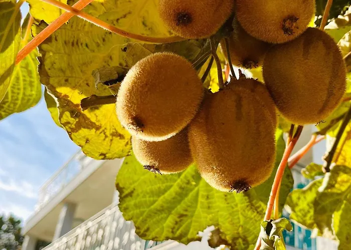 Apartmán Medveja 7720a